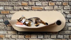 Miss Kedi Tirmalamasi Adli Kullanicinin Kedi Duvar Ve Tavan Raflari 0507 664 22 22 Panosundaki Pin Kedi Tavan