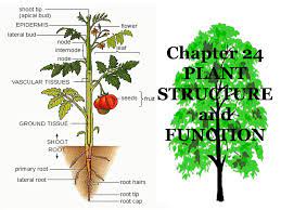 Chapter 24 Plant Structure And Function Ppt Video Online Download