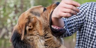 Berdasarkan pengalamannya memburu virus, kemungkinan untuk wuhan menjadi pusat penyebaran wabak amat rendah. Virus Rabies Anjing Gila The Patriots