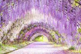 目を奪われるほど美しい！藤の花の名所「河内藤園」の藤棚が幻想的すぎる｜ZEKKEI Japan