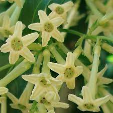 Arbor tristis, sad tree, night jasmine, parijat seeds. Chilean Cestrum Seeds Night Blooming Jasmine For Sale