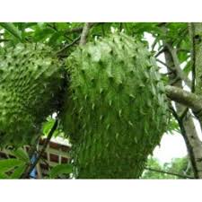 دورين) ialah buah daripada beberapa spesies pokok dalam genus durio (pokok durian) yang menghasilkan buah beraroma kuat yang boleh dimakan. Durian Belanda Pokok Durian Belanda Hybrid Shopee Malaysia