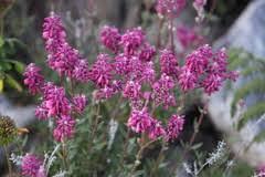 Image result for Afrosolen schimperi