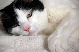 Glaucoma usually causes no symptoms early in its course, at which time it can only be diagnosed by regular eye examinations (screenings with the frequency of. Cataracts Treatments Cats Petmd