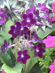 Image result for Streptocarpus eylesii