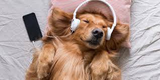 This is a magical journey with relaxing native flute melodies, native singing & drums (native american music) mixed with stunning & beautiful nature videos. Musica Relajante Para Perros Cual Es La Mejor Purina
