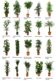 Common Office Plants 2 Jpg Potted Trees Plants Office Plants