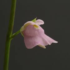 Image result for Utricularia welwitschii