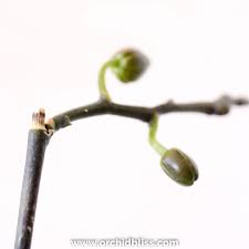 Check spelling or type a new query. How To Propagate Orchids With Keiki Paste A Guide With Pictures