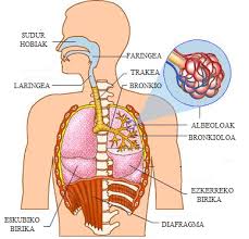 Resultado de imagen de digestio aparatua organoak