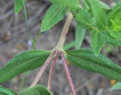 Image result for Aspilia pluriseta