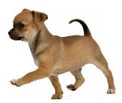 We did not find results for: 12 Facts About Chihuahua Puppies I Love My Chi