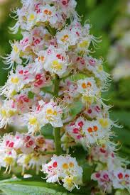 Marrone chestnut trees are one of the last chestnut trees to release their pollen but the female flowers have been receptive for up to 2 weeks. Horse Chestnut Flowers Beautiful Flowers Unusual Flowers Chestnut Flower