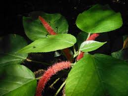 Image result for Acalypha volkensii