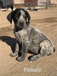 Gsp puppies for sale, akc registered. German Shorthaired Pointer Puppies For Sale Oak Hills Ca 325305