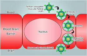 Trojans do not attempt to inject themselves into other files like a computer virus. Trojan Horse Virus Like Particle Design For Delivering Peptides Across Download Scientific Diagram