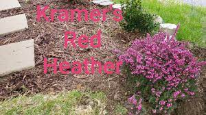 An ideal candidate for top of retaining walls and in raised planters provided soil backfill is granular. Planting Kramer S Rote Heather Youtube