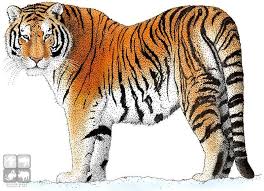 Full Color Illustration Of A Siberian Tiger Panthera Tigris Altaica Tiger Drawing Tiger Illustration Tiger Images