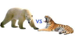 Polar Bear Vs Tiger Siberian Tiger Vs Polar Bear
