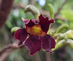 Image result for Xylotheca tettensis