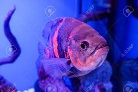 Oscar Fish Astronotus Ocellatus Tropical Freshwater Fish In Stock Photo Picture And Royalty Free Image Image 128907018
