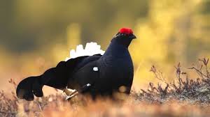 Birkhuhn Balz Black Grouse Lyrurus Tetrix Oder Auch Tetrao Tetrix Natur 1920er Bilder