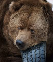 Into The Wild Dangerous Animals Wildlife Photography Dangerous Animals Bear Brown Bear