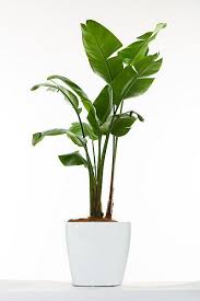 Bird Of Paradise Palm Plant Bird Of Paradise Plants Plant Decor Indoor Plants