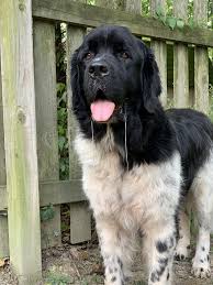 We specialize in raising healthy and happy newfoundland puppies. Questions About The Landseer Newfoundland My Brown Newfies