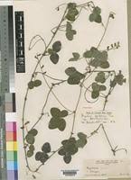 Image result for Rhynchosia usambarensis