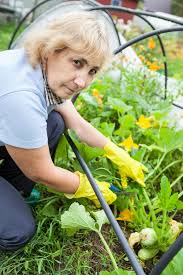 Before planting, seeds and area are prepared. Pruning Zucchini Top Tips On How Why