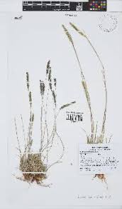 Image result for Tragus pedunculatus