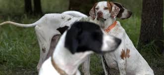 Shop for bird dog art prints from our community of independent artists and iconic brands. World Class Bird Dogs Building World Class Hunting And Field Trial Dogs