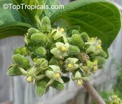 Image result for Vangueria