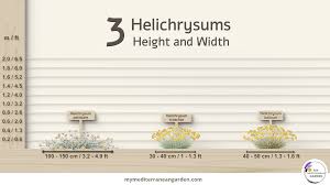 Image result for Helichrysum lineare