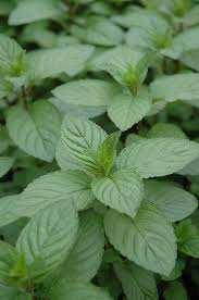 The peppermint plant is a versatile perennial herb that has been cherished since ancient times. Chocolate Mint Calloway S Nursery