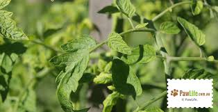Check spelling or type a new query. 14 Common Plants That Are Toxic To Dogs Paw Life