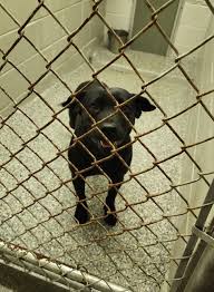 Lost Dog Adopted Out by Animal Control in Laurinburg, North Carolina