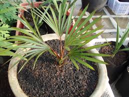 Image result for Latania loddigesii