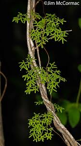 Image result for Lygodium