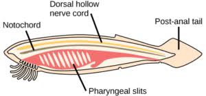 Phylum Chordata Characteristics Examples Solved Questions