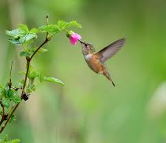 A baby hummingbird is nature's wonder.see hummingbird baby photos from eggs through the first 20 days of life untill fledging the nest. Hummingbird Migration In Washington State Hummingbird Bliss
