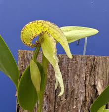 Image result for Bulbophyllum lupulinum