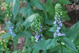 Image result for Lobelia minutula