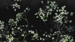 Aesthetic floral wallpaper iphone 1200×2309 wallpaper ecopetit cat flower cute wallpapers floral wallpapers phone wallpapers floral collection see all wallpapers wallpapers background 26 Aesthetic Flower Wallpapers Wallpaperboat