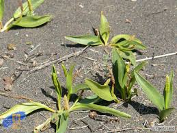 Image result for Ophioglossum polyphyllum