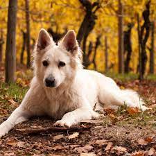 Do Dogs With Erect Ears Hear Better Dog Discoveries