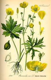 Image result for Ranunculus multifidus