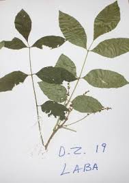 Image result for Lannea antiscorbutica