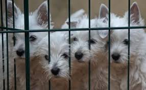 Westie puppies for sale, registered. Miruna Author At Westie Vibes Page 3 Of 8